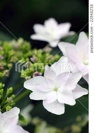 hydrangea   22848258