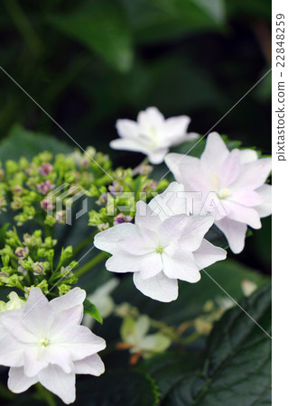 hydrangea   22848259