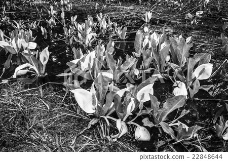 Oze out of season 006 22848644