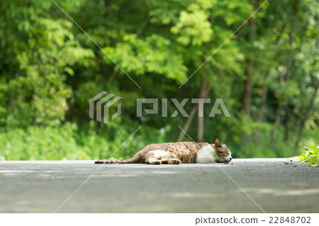 貓。 貓。 22848702