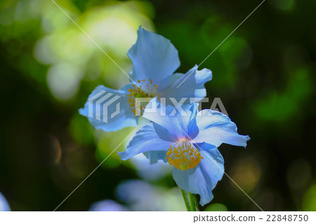 在陰影中的藍色罌粟 22848750