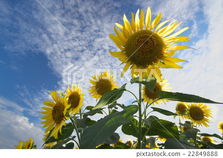 精力充沛的向日葵 22849888