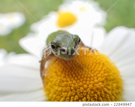 Japanese black frog Japanese black frog 22849947