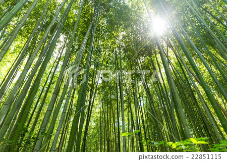 Bamboo grove 22851115