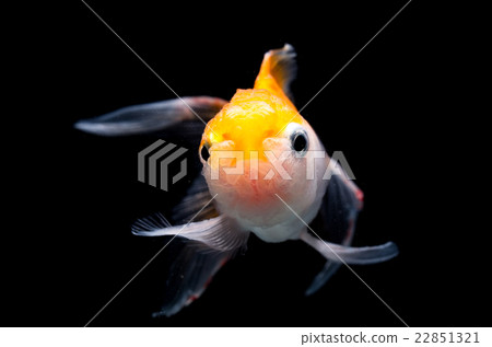 Oranda Goldfish Oranda Goldfish 22851321