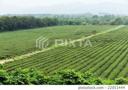Water supply for green tea farm in TaiTung, TaiWan 22851444