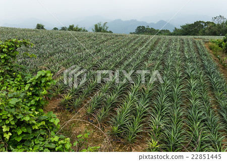 Pineapple fruit field 22851445