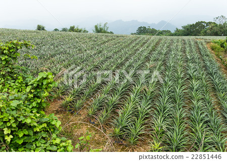 Pineapple fruit field 22851446