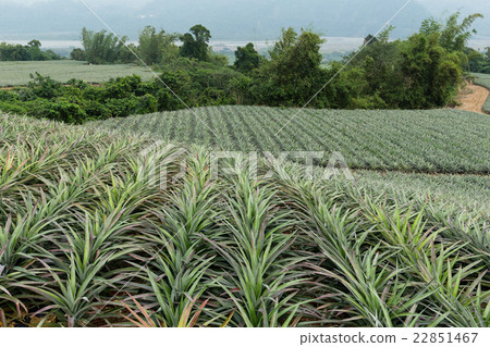 Pineapple farm in Taiwan Pineapple farm in Taiwan 22851467