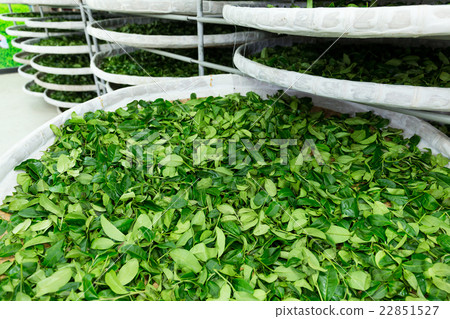 Fermentation of tea Fermentation of tea 22851527