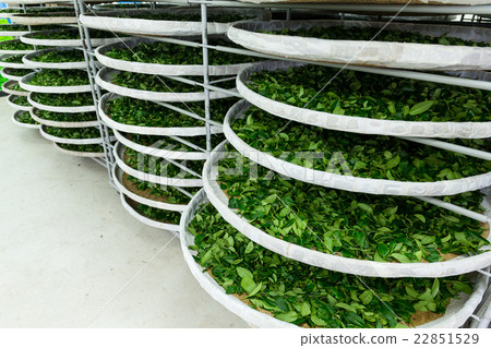 Fermentation racks of tea 22851529