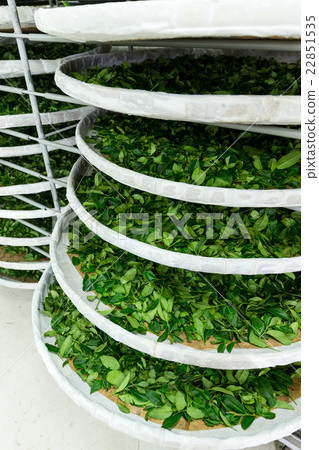 Fermentation of tea in factory 22851535