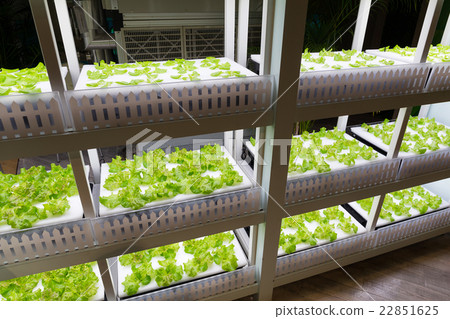 Vegetable garden with Water Hydroponics system Vegetable garden with Water Hydroponics system 22851625