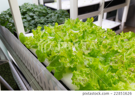 Planting hydroponics at indoor 22851626