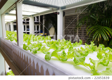 Lettuce cultivated in hydroponic system at indoor Lettuce cultivated in hydroponic system at indoor 22851639