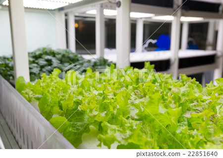 Organic hydroponic vegetable cultivation farm 22851640