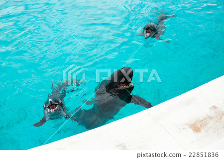 Dolphin and whale shark in Aquarium 22851836