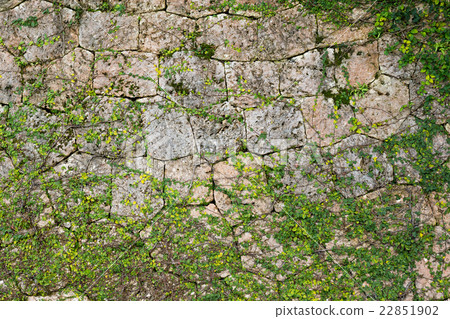 Green Creeper Plant growing on a stone wall 22851902