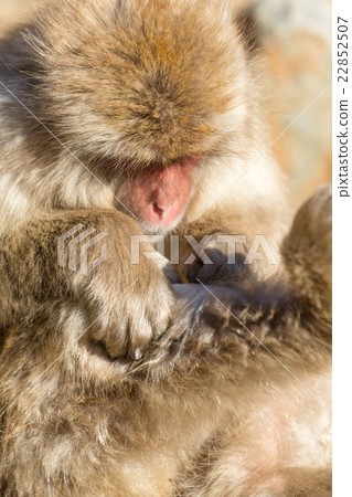 Monkey looking on its body 22852507