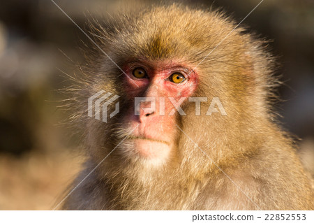 Monkey in Japan Monkey in Japan 22852553