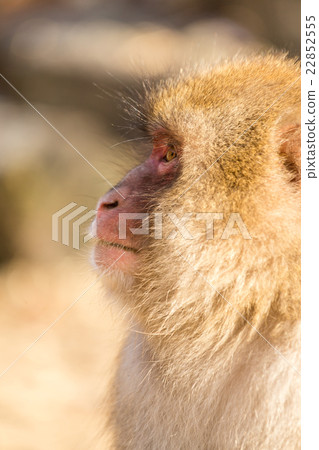 Side profile of monkey 22852555