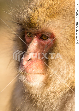 Thinking monkey Thinking monkey 22852557