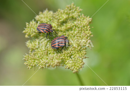 Akushushi Bamboo 22853115