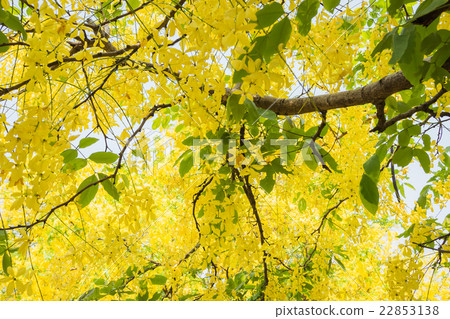 Yellow flowers on a tree in Chiang Mai, Thailand Yellow flowers on a tree in Chiang Mai, Thailand 22853138
