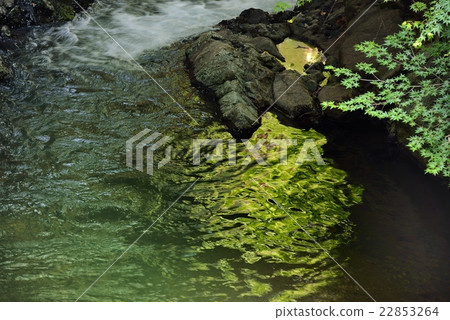 Reflection of fresh green 22853264