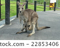 Wallaby parent and child 22853406
