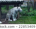 White Tiger   22853409