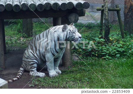 White Tiger   22853409