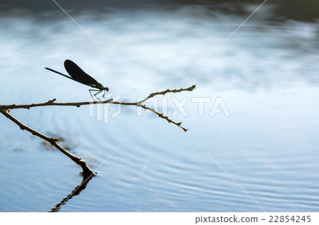 Water ripple and dragonfly silhouette 22854245