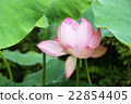 Lotus flower  22854405
