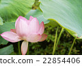 Lotus flower  22854406