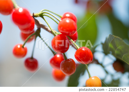 Seasonal fruits Sweet and sour cherry Harvest in a hurry before eating by birds 22854747