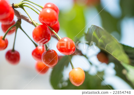 Seasonal fruits Sweet and sour cherry Harvest in a hurry before eating by birds 22854748
