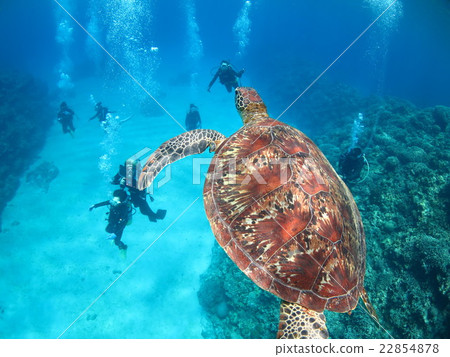 與烏龜沖繩島沖繩島烏龜佩戴水肺的潛水Kerama海島的綠海龜海龜游泳 22854878
