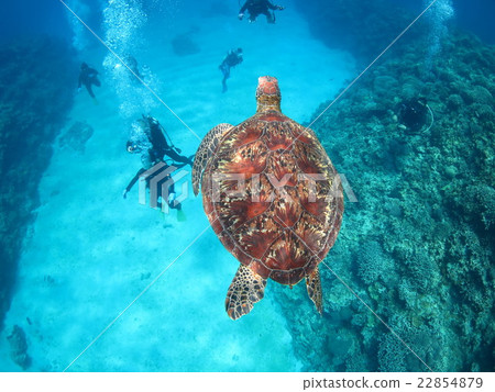 與烏龜沖繩島沖繩島烏龜佩戴水肺的潛水Kerama海島的綠海龜海龜游泳 22854879
