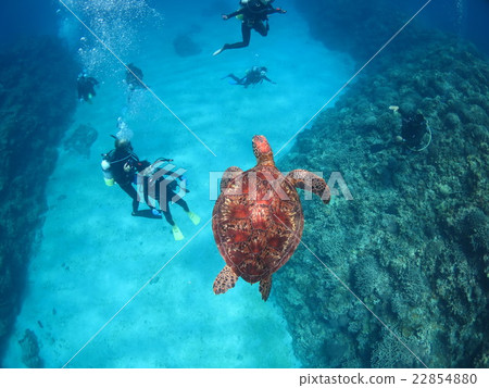 與烏龜沖繩島沖繩島烏龜佩戴水肺的潛水Kerama海島的綠海龜海龜游泳 22854880