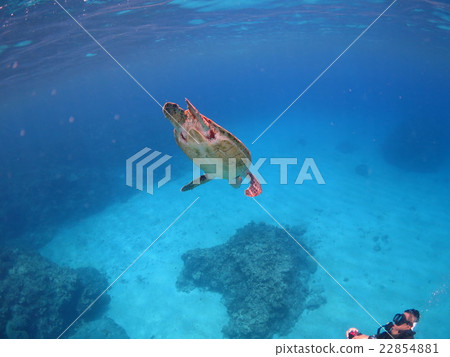 與烏龜沖繩島沖繩島烏龜佩戴水肺的潛水Kerama海島的綠海龜海龜游泳 與烏龜沖繩島沖繩島烏龜佩戴水肺的潛水Kerama海島的綠海龜海龜游泳 22854881