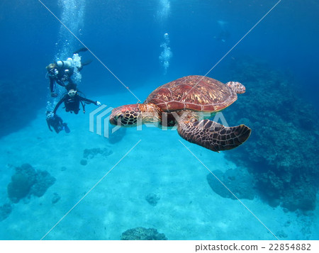 與烏龜沖繩島沖繩島烏龜佩戴水肺的潛水Kerama海島的綠海龜海龜游泳 22854882