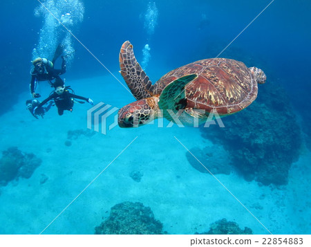 Green turtle sea turtle swimming with tortoise Okinawa sea Okinawa turtle scuba diving Kerama islands 22854883