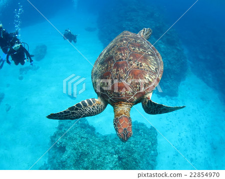 Green turtle sea turtle swimming with tortoise Okinawa sea Okinawa turtle scuba diving Kerama islands 22854970