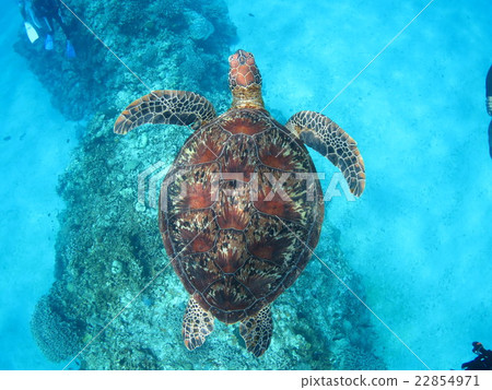 與烏龜沖繩島沖繩島烏龜佩戴水肺的潛水Kerama海島的綠海龜海龜游泳 與烏龜沖繩島沖繩島烏龜佩戴水肺的潛水Kerama海島的綠海龜海龜游泳 22854971