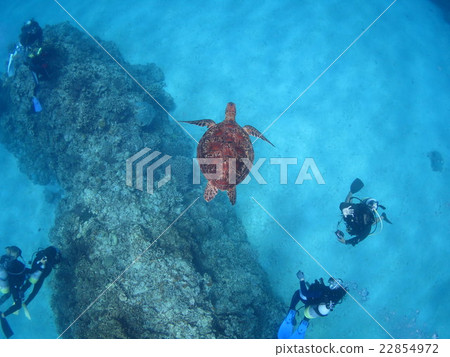 與烏龜沖繩島沖繩島烏龜佩戴水肺的潛水Kerama海島的綠海龜海龜游泳 22854972