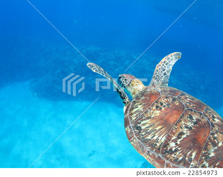 與烏龜沖繩島沖繩島烏龜佩戴水肺的潛水Kerama海島的綠海龜海龜游泳 22854973