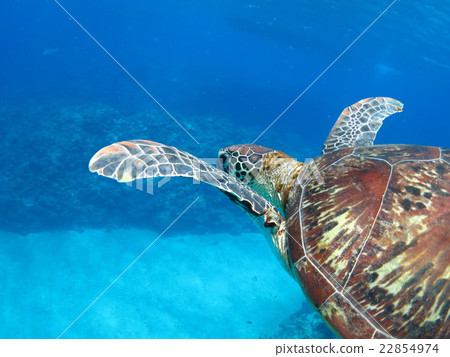 與烏龜沖繩島沖繩島烏龜佩戴水肺的潛水Kerama海島的綠海龜海龜游泳 與烏龜沖繩島沖繩島烏龜佩戴水肺的潛水Kerama海島的綠海龜海龜游泳 22854974