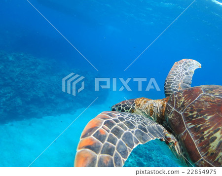 與烏龜沖繩島沖繩島烏龜佩戴水肺的潛水Kerama海島的綠海龜海龜游泳 22854975