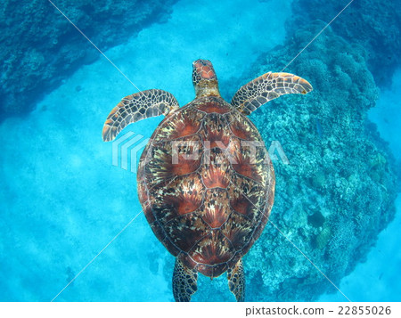 Green turtle sea turtle swimming with tortoise Okinawa sea Okinawa turtle scuba diving Kerama islands 22855026